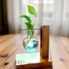 Eco-friendly wooden planter with glass bulb vase and money plant cutting – unique sustainable gift for birthdays, anniversaries, and home décor.