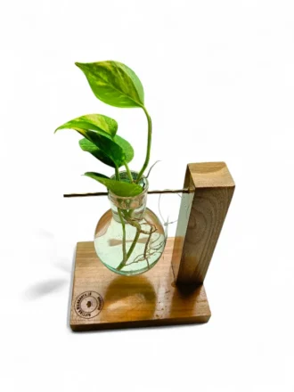 Stylish wooden desk planter with transparent hanging bulb vase and live money plant cutting – perfect for office table décor and workspaces.