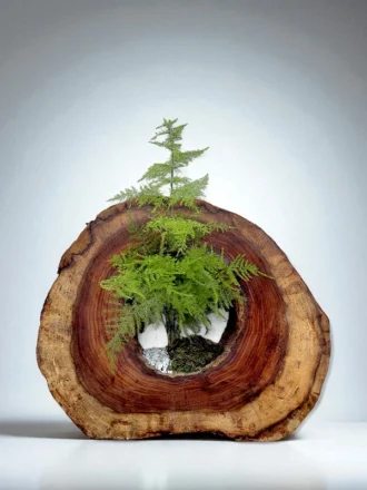 Bonsai plant growing inside a hollow Sheesham wood trunk, handcrafted by Wild Roots Gifting for premium home décor or gifting.