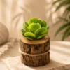 small succulent plant in sheesham wood log planter, rustic mini indoor plant for desk decor, natural wooden planter for home and office