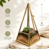 Premium Pyramid Glass Terrarium with Live Succulent Plants for Home Office Hotel Décor by Wild Roots Gifting