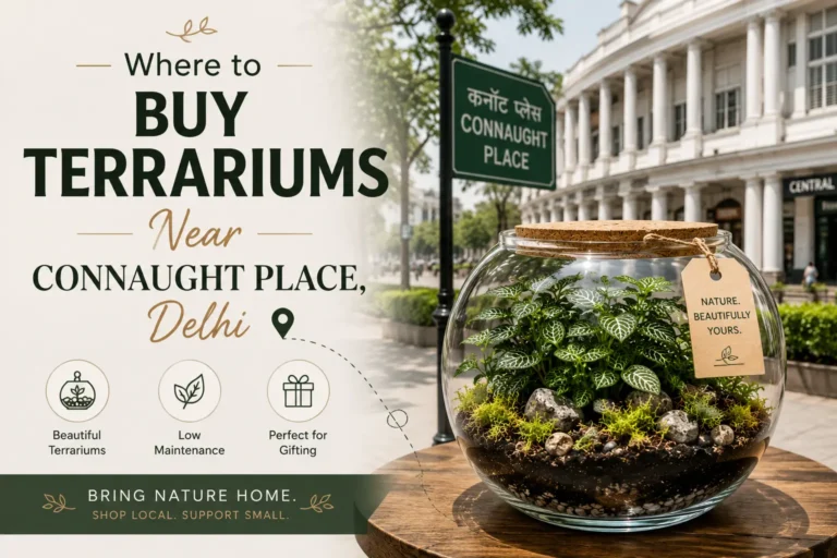 buy terrariums near connaught place