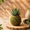 Handcrafted Kokedama moss ball with a real indoor plant by Wild Roots Gifting