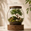 Premium 12 inch glass terrarium with live bonsai, succulents, moss, natural stones, and wooden base for indoor home and office décor.