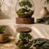 Premium 12 inch glass terrarium with live bonsai, succulents, moss, natural stones, and wooden base for indoor home and office décor.