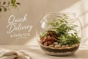 Quick delivery of terrariums and plant gifts across Delhi NCR by Wild Roots Gifting