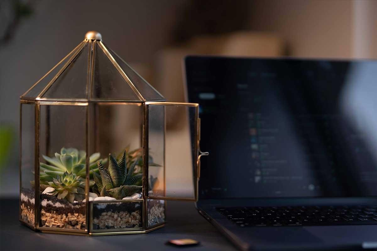 Decorative gazebo-style terrarium with thriving plants by Wild Roots Gifting – handcrafted indoor plant display in Delhi NCR and Dehradun