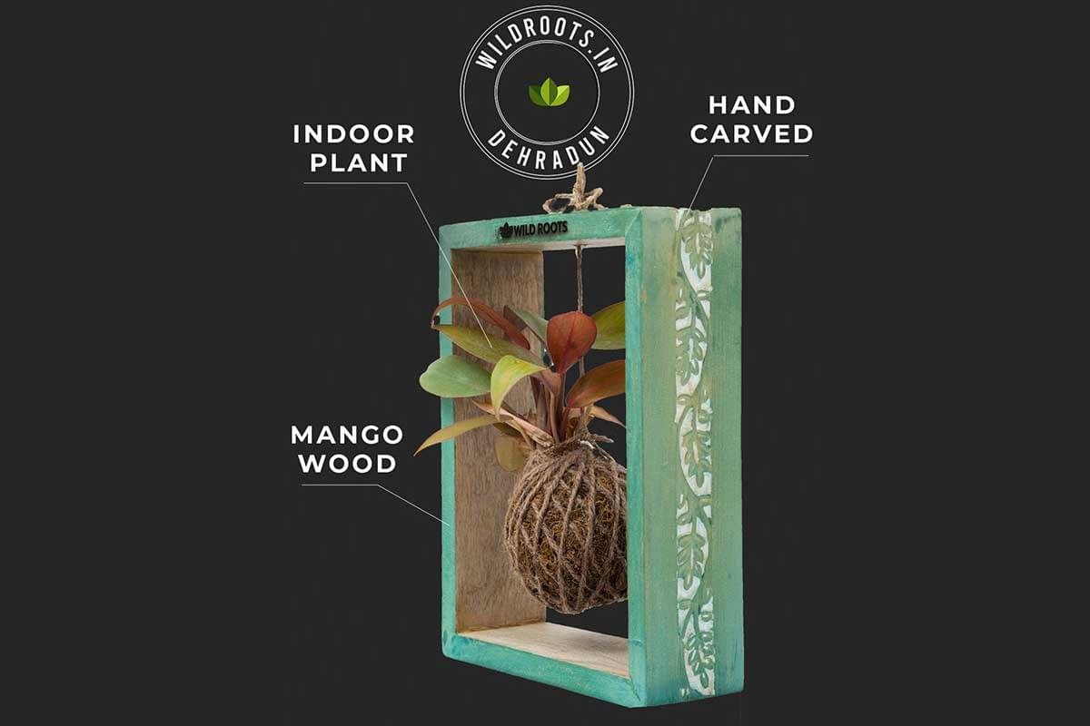 Mango wood frame with kokedama moss ball plant by Wild Roots Gifting – handcrafted botanical wall decor in Delhi NCR and Dehradun