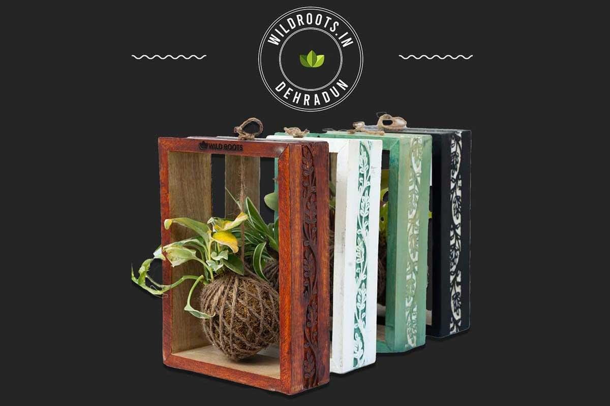 Eco-styled kokedama moss ball mounted in natural mango wood frame by Wild Roots Gifting – green wall decor in Delhi NCR and Dehradun