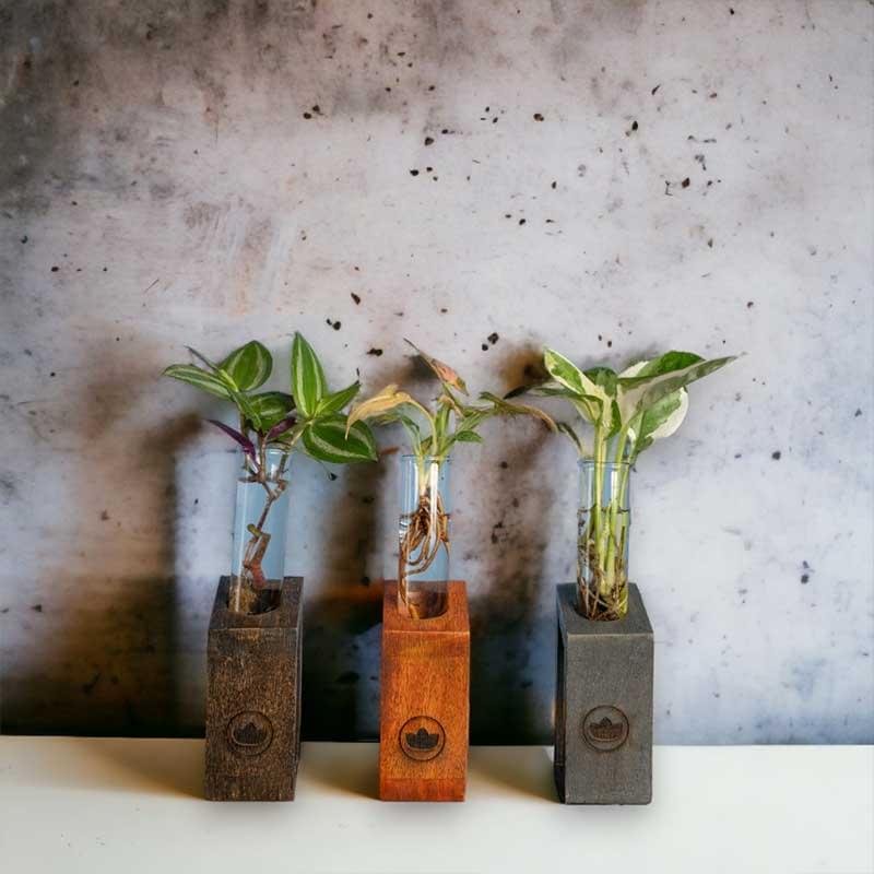 Test tube planter with wooden stand and live plants by Wild Roots Gifting – minimalist indoor green decor for Delhi NCR and Dehradun homes and office