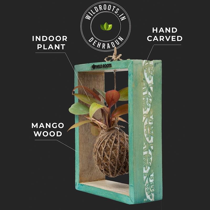 Kokedama moss plant in handcrafted mango wood frame by Wild Roots Gifting – rustic indoor plant decor from Delhi NCR