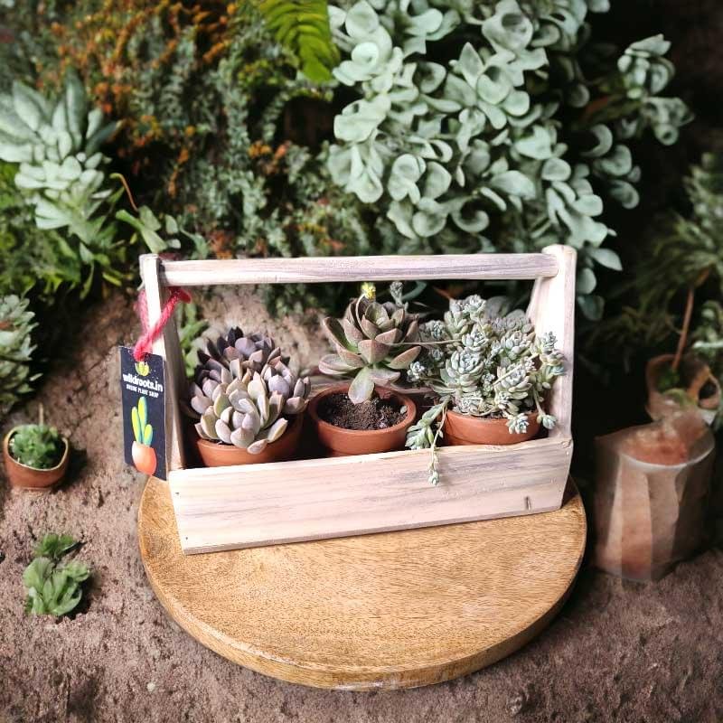 Wooden plant basket with assorted succulents by Wild Roots Gifting – stylish eco-friendly indoor decor for Delhi NCR and Dehradun homes and offices