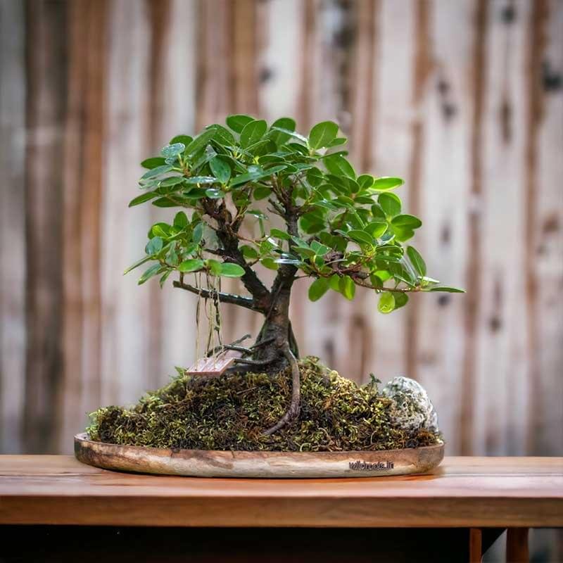 Wooden Plate ficus gifting bonsai with miniature wooden swing.
