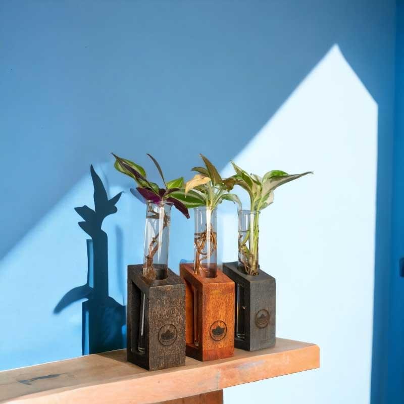Test tube planter with wooden stand and live plants by Wild Roots Gifting – minimalist indoor green decor for Delhi NCR and Dehradun homes and office