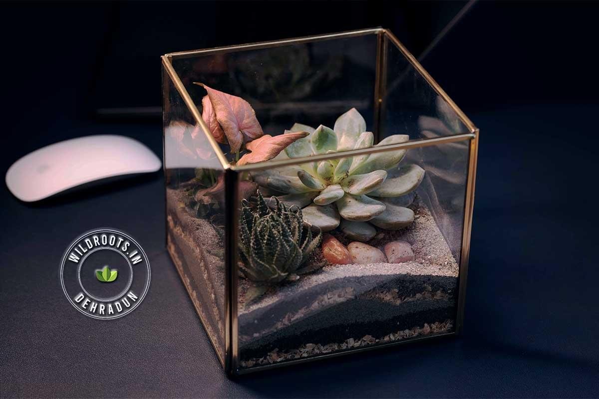 Modern cube terrarium with lush succulents and decorative stones by Wild Roots Gifting – handcrafted indoor plant decor in Delhi NCR and Dehradun
