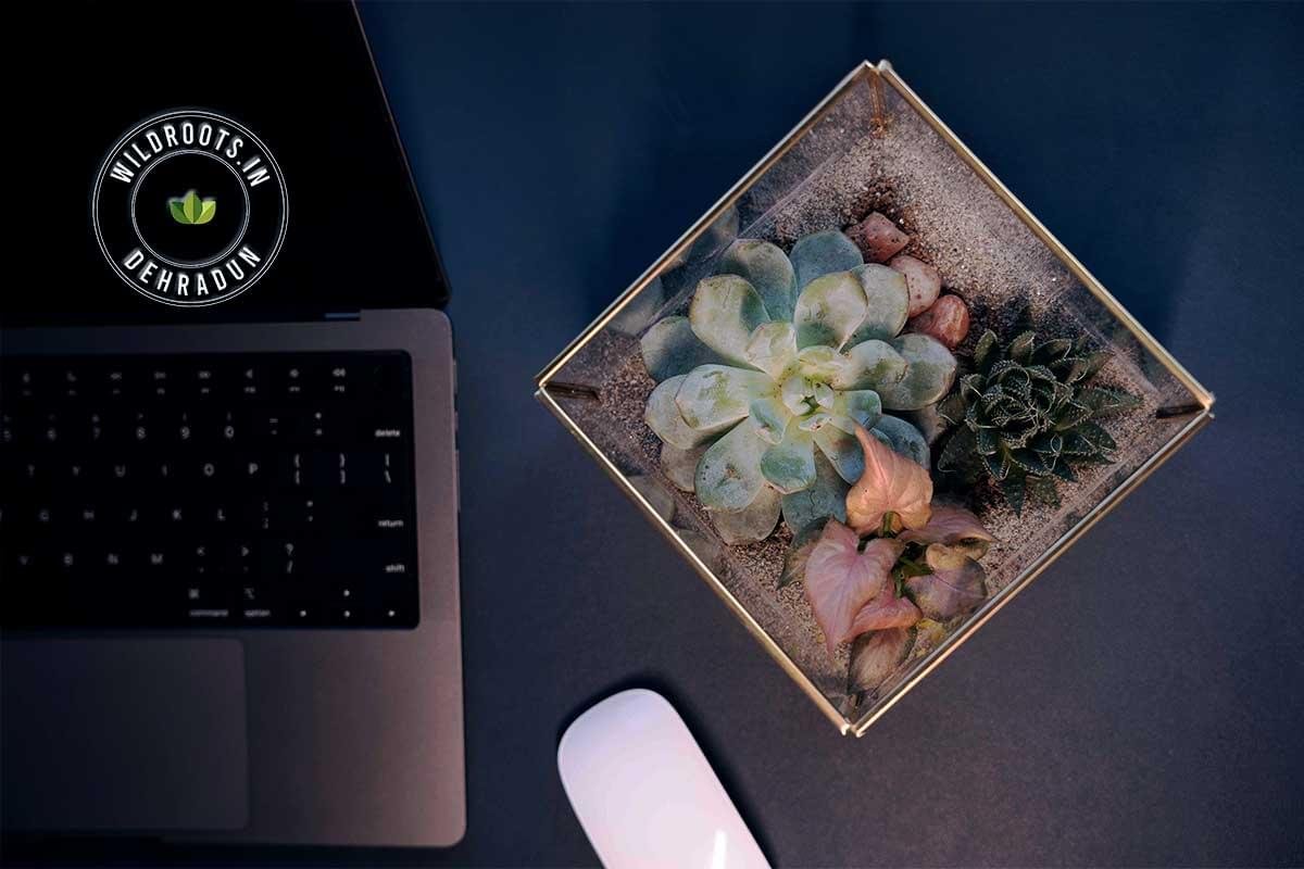 Elegant cube glass terrarium with thriving succulents and natural moss by Wild Roots Gifting – eco-friendly indoor plant decor in Delhi NCR and Dehradun