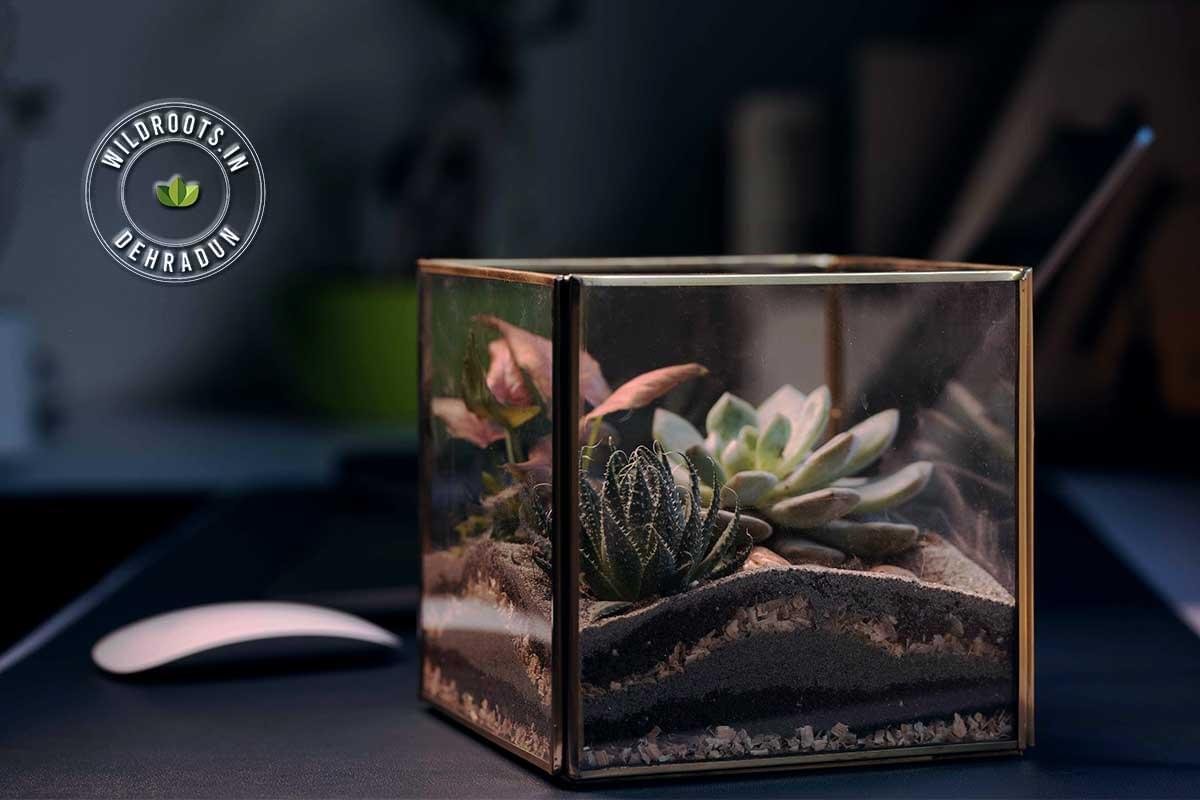 Cube glass terrarium with succulents and moss by Wild Roots Gifting – indoor plant decor in Delhi NCR and Dehradun
