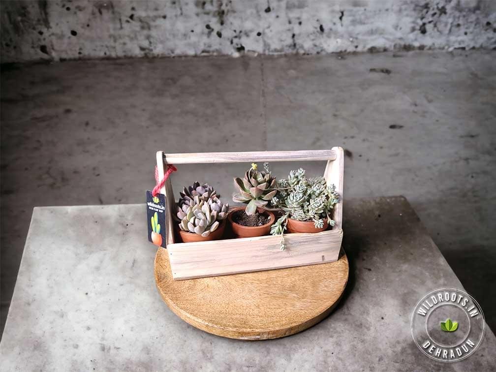 Wooden plant basket with assorted succulents by Wild Roots Gifting – stylish eco-friendly indoor decor for Delhi NCR and Dehradun homes and offices
