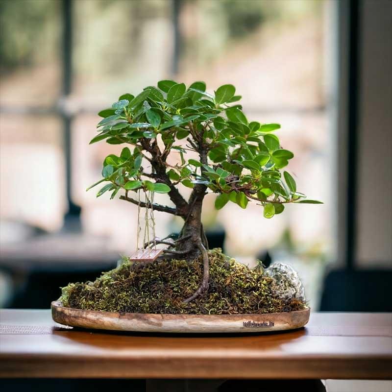 Wooden Plate ficus gifting bonsai with miniature wooden swing.