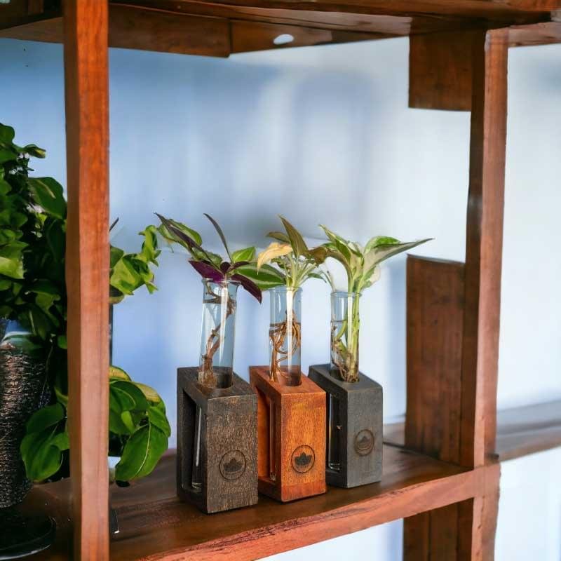 Test tube planter with wooden stand and live plants by Wild Roots Gifting – minimalist indoor green decor for Delhi NCR and Dehradun homes and office