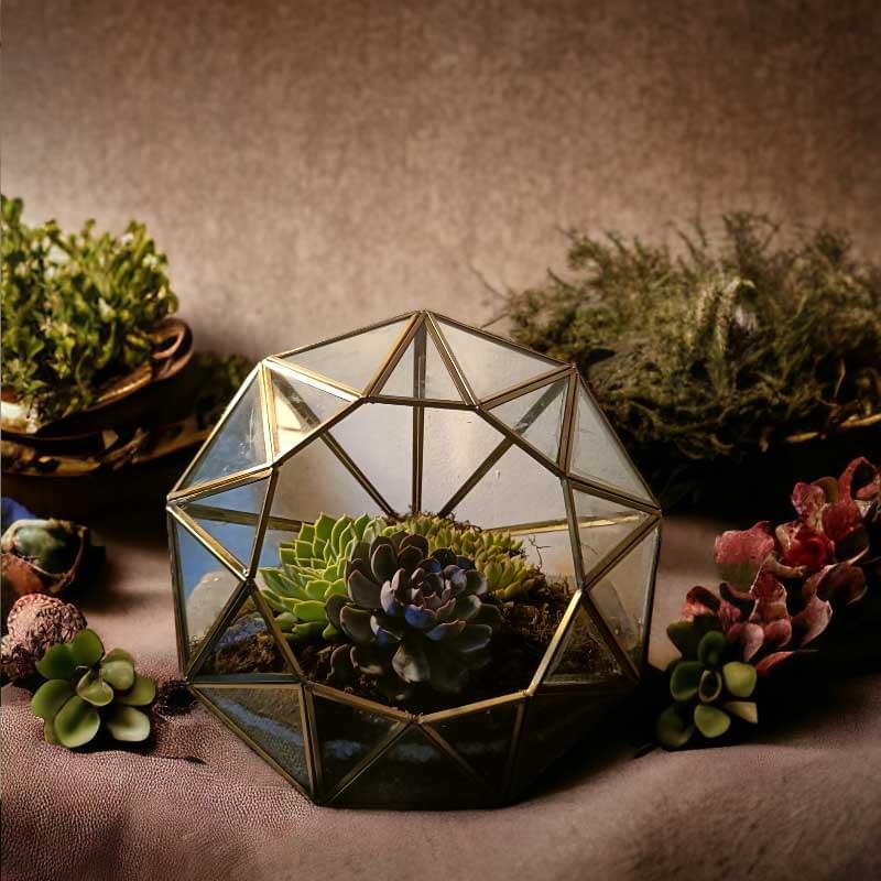 Diamond-shaped glass terrarium with live plants by Wild Roots Gifting – modern indoor garden decor for Delhi NCR and Dehradun homes and offices