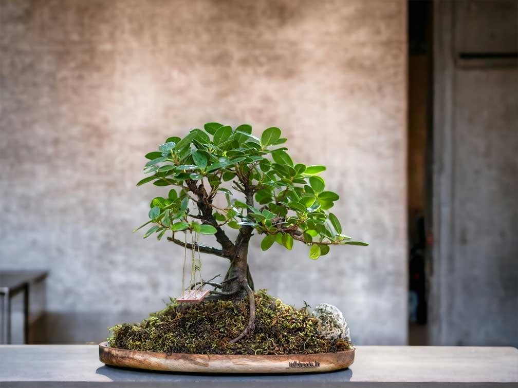 Wooden Plate ficus gifting bonsai with miniature wooden swing.