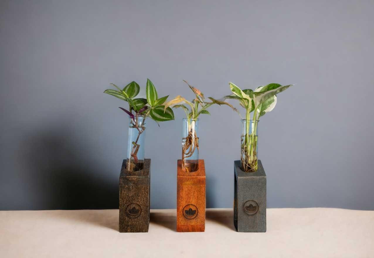 Test tube planter with wooden stand and live plants by Wild Roots Gifting – minimalist indoor green decor for Delhi NCR and Dehradun homes and office