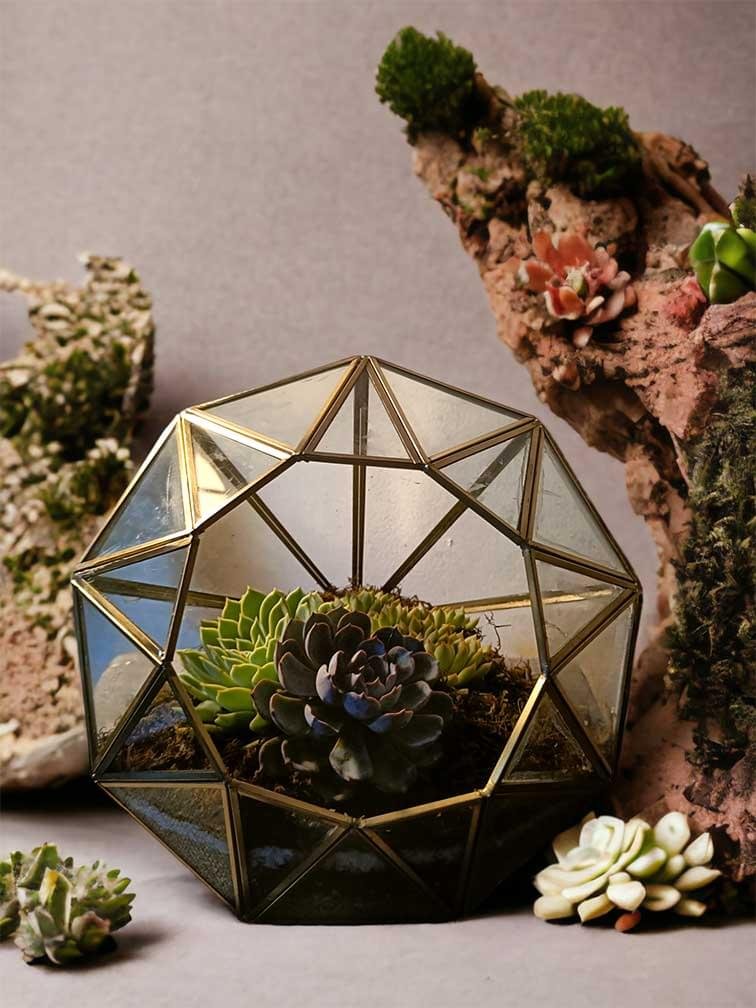 Diamond-shaped glass terrarium with live plants by Wild Roots Gifting – modern indoor garden decor for Delhi NCR and Dehradun homes and offices