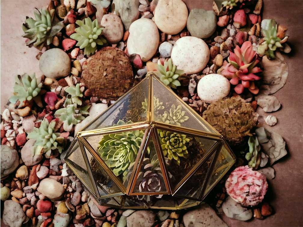 Diamond-shaped glass terrarium with live plants by Wild Roots Gifting – modern indoor garden decor for Delhi NCR and Dehradun homes and offices