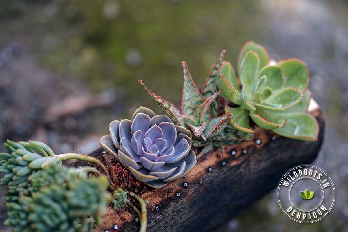 Succulents grown on rustic wooden log planter with Wild Roots Gifting logo – handcrafted eco-friendly decor in Delhi NCR and Dehradun