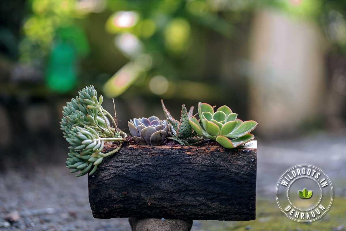 Succulents grown on rustic wooden log planter with Wild Roots Gifting logo – handcrafted eco-friendly decor in Delhi NCR and Dehradun
