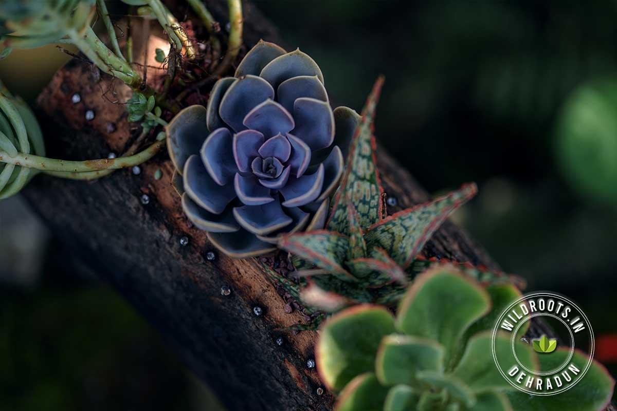 Succulents grown on rustic wooden log planter with Wild Roots Gifting logo – handcrafted eco-friendly decor in Delhi NCR and Dehradun