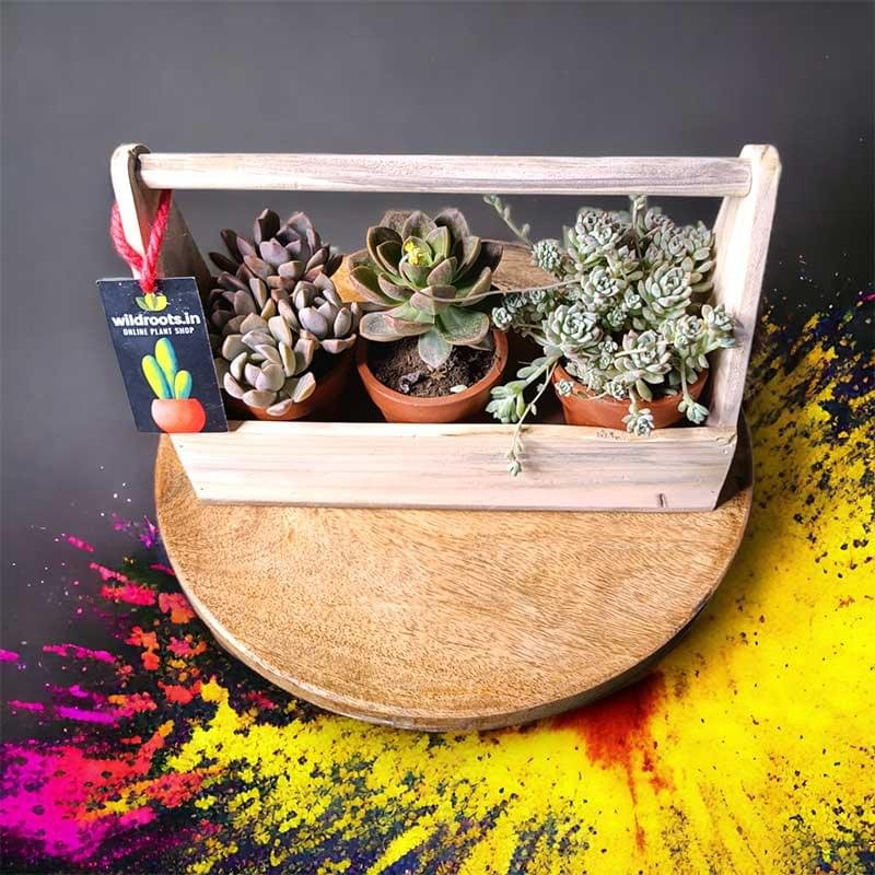 Wooden plant basket with assorted succulents by Wild Roots Gifting – stylish eco-friendly indoor decor for Delhi NCR and Dehradun homes and offices