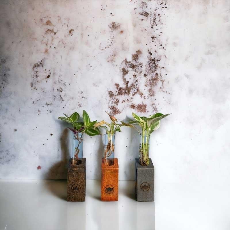 Test tube planter with wooden stand and live plants by Wild Roots Gifting – minimalist indoor green decor for Delhi NCR and Dehradun homes and office