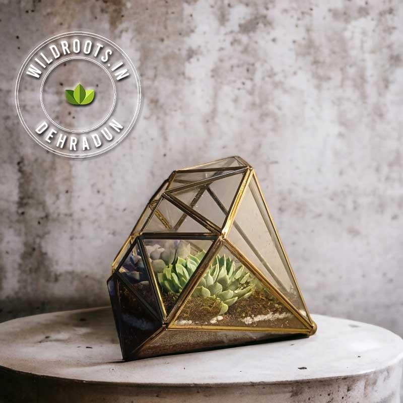 Diamond-shaped glass terrarium with live plants by Wild Roots Gifting – modern indoor garden decor for Delhi NCR and Dehradun homes and offices