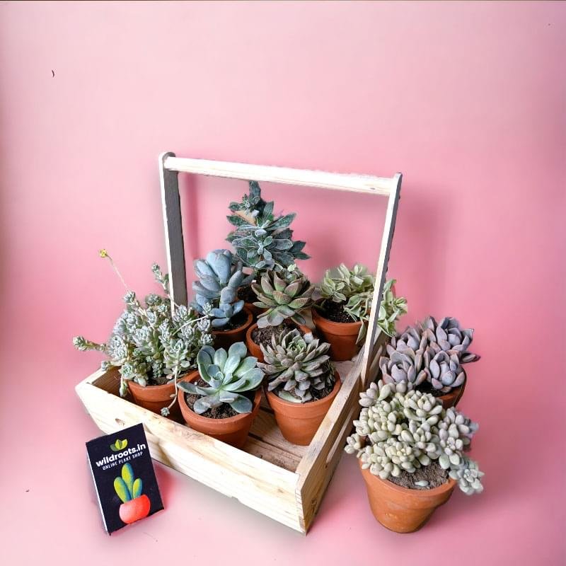 Wooden plant basket holding six live plants by Wild Roots Gifting – eco-friendly multi-plant indoor decor for Delhi NCR and Dehradun homes and offices