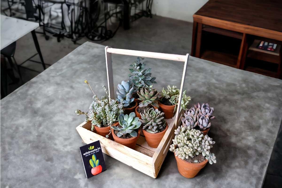 Wooden plant basket holding six live plants by Wild Roots Gifting – eco-friendly multi-plant indoor decor for Delhi NCR and Dehradun homes and offices