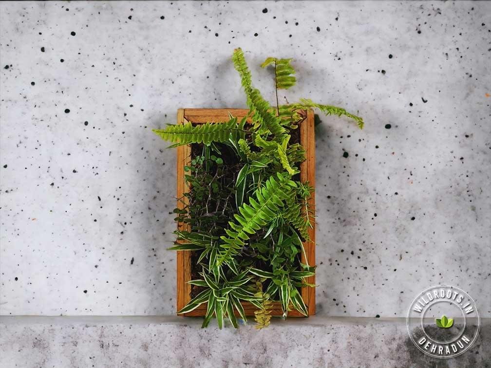 "Fern plant frame for wall decor and gifting by Wild Roots Gifting – natural green art for homes and offices in Delhi NCR and Dehradun