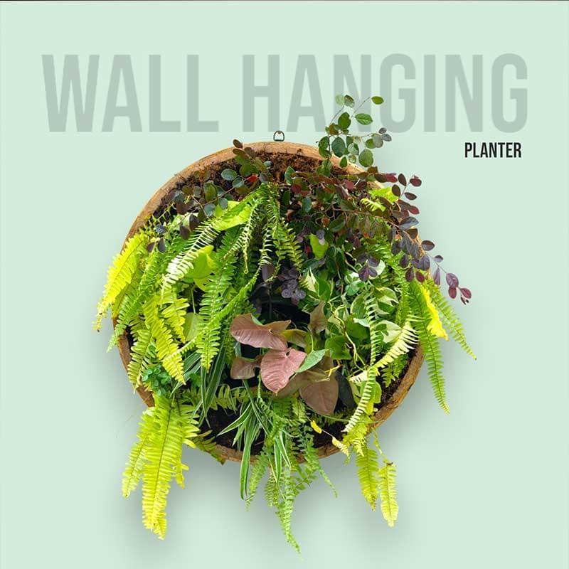 Wall hanging planter with live plants by Wild Roots Gifting – stylish vertical garden decor for homes and offices in Delhi NCR and Dehradun