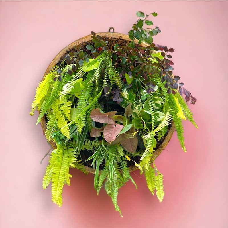 Wall hanging planter with live plants by Wild Roots Gifting – stylish vertical garden decor for homes and offices in Delhi NCR and Dehradun