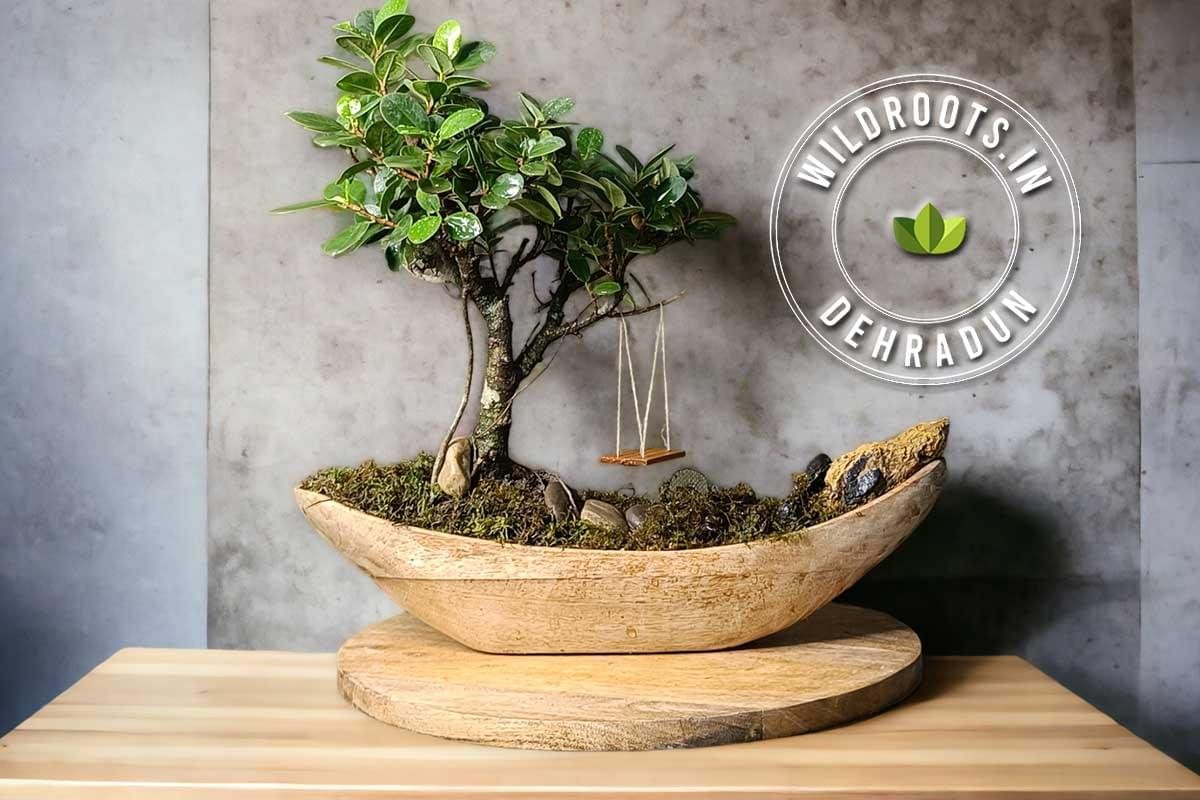 Bonsai Gift ficus bonsai planted in a hand carved ship shaped wooden pot