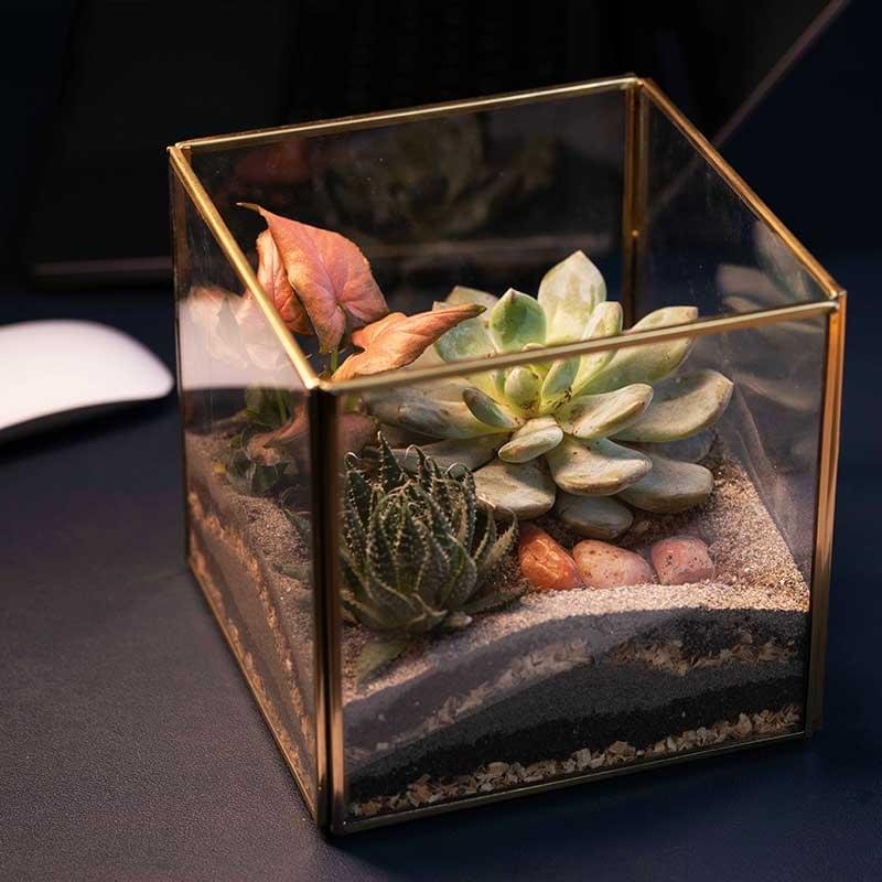 Geometric cube glass terrarium with succulents by Wild Roots Gifting – modern indoor plant decor from Delhi NCR