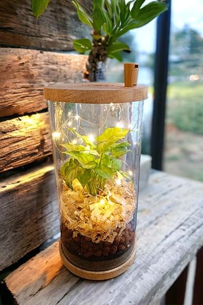 Capsule-shaped glass terrarium with live plants by Wild Roots Gifting – sustainable decor for homes and offices in Delhi NCR and Dehradun