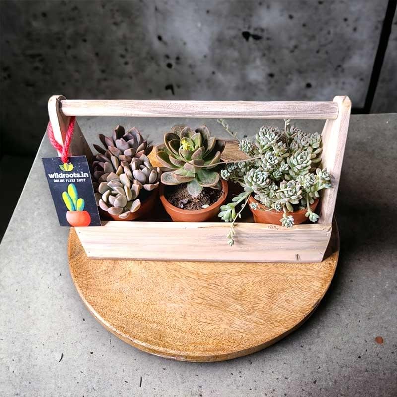 Wooden plant basket with assorted succulents by Wild Roots Gifting – stylish eco-friendly indoor decor for Delhi NCR and Dehradun homes and offices