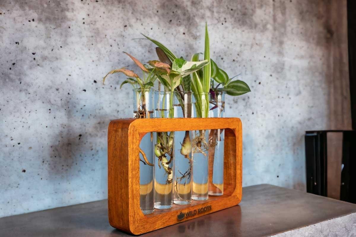 Test tube planter with live plant on handcrafted wooden stand by Wild Roots Gifting – eco-friendly indoor decor in Delhi NCR and Dehradun