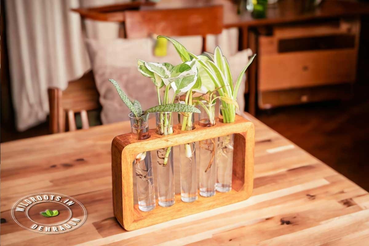 Test tube planter with live plant on handcrafted wooden stand by Wild Roots Gifting – eco-friendly indoor decor in Delhi NCR and Dehradun