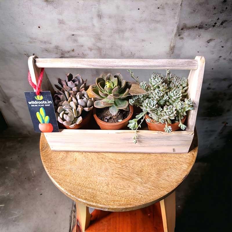 Wooden plant basket with assorted succulents by Wild Roots Gifting – stylish eco-friendly indoor decor for Delhi NCR and Dehradun homes and offices