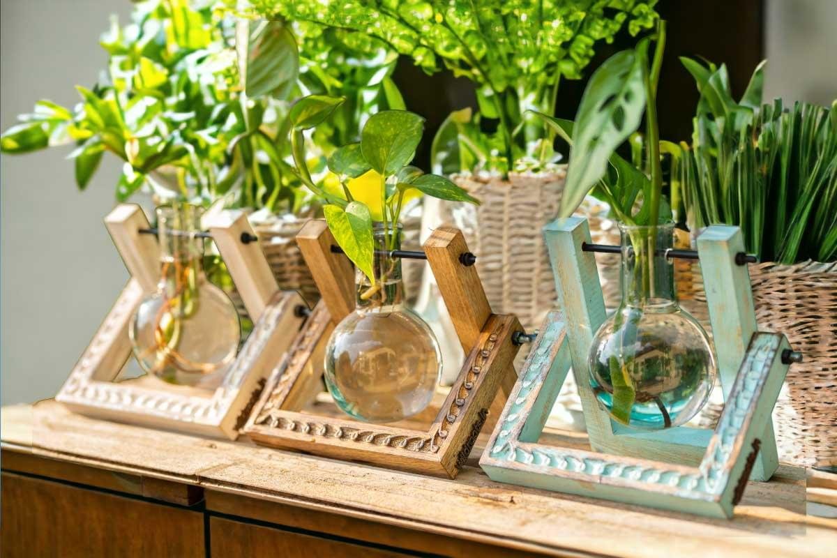 Hydro pendulum planter with suspended glass vessel and live plants by Wild Roots Gifting – modern indoor gardening in Delhi NCR and Dehradun