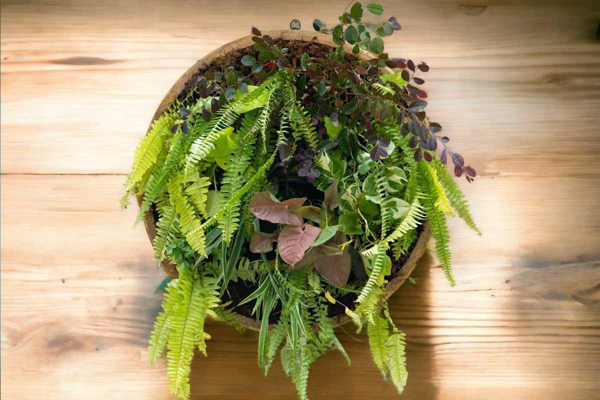 Wall hanging planter with live plants by Wild Roots Gifting – stylish vertical garden decor for homes and offices in Delhi NCR and Dehradun