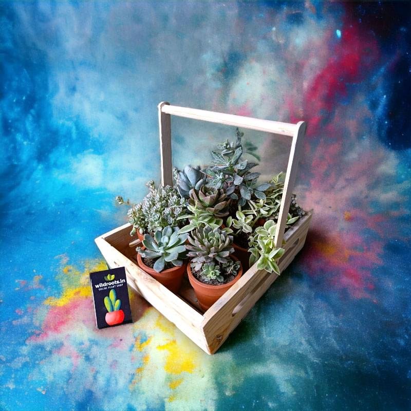 Wooden plant basket holding six live plants by Wild Roots Gifting – eco-friendly multi-plant indoor decor for Delhi NCR and Dehradun homes and offices